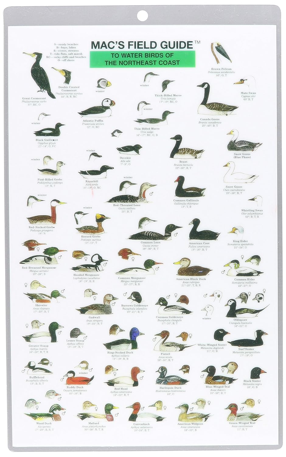 Mac's Field Guide to Northwest Coastal Water Birds