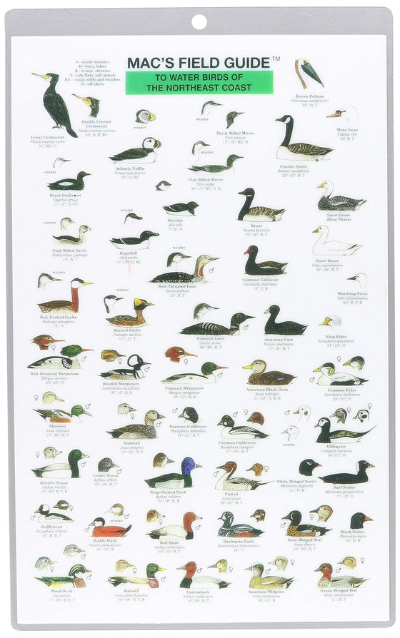Mac's Field Guide to Northwest Coastal Water Birds