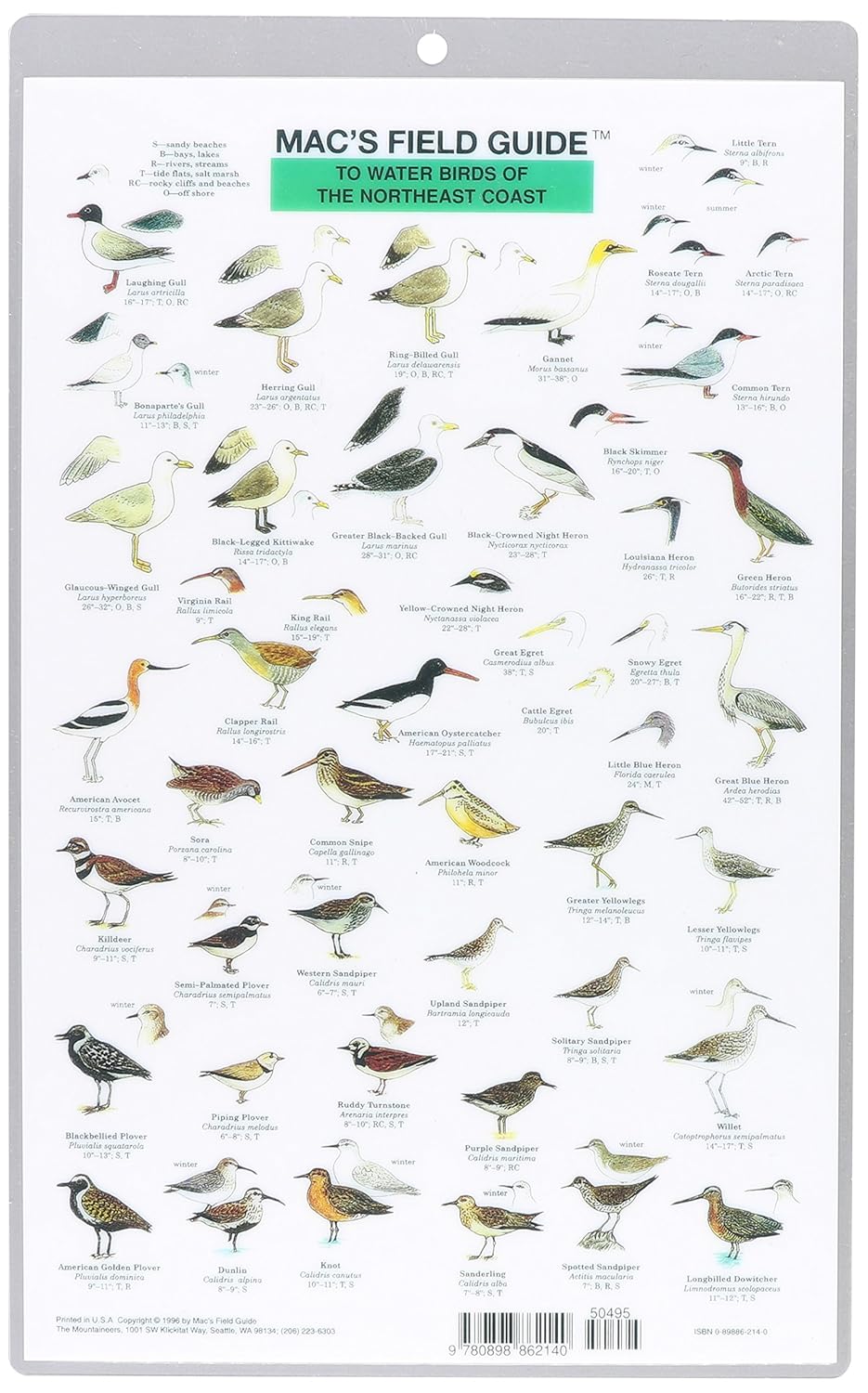 Mac's Field Guide to Northwest Coastal Water Birds