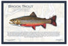 Fish Placemat: Brook Trout
