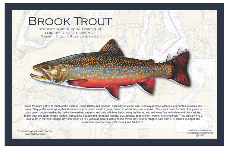 Fish Placemat: Brook Trout