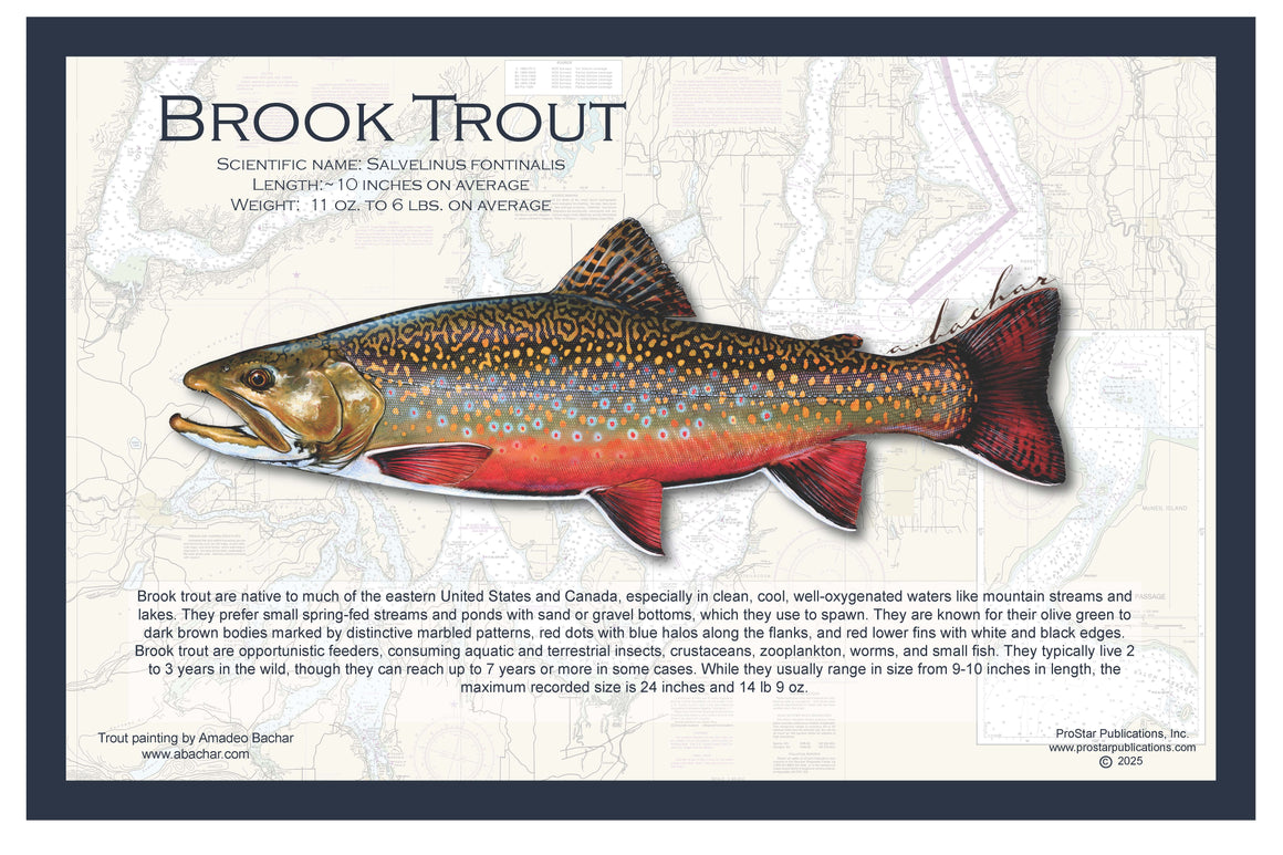Fish Placemat: Brook Trout