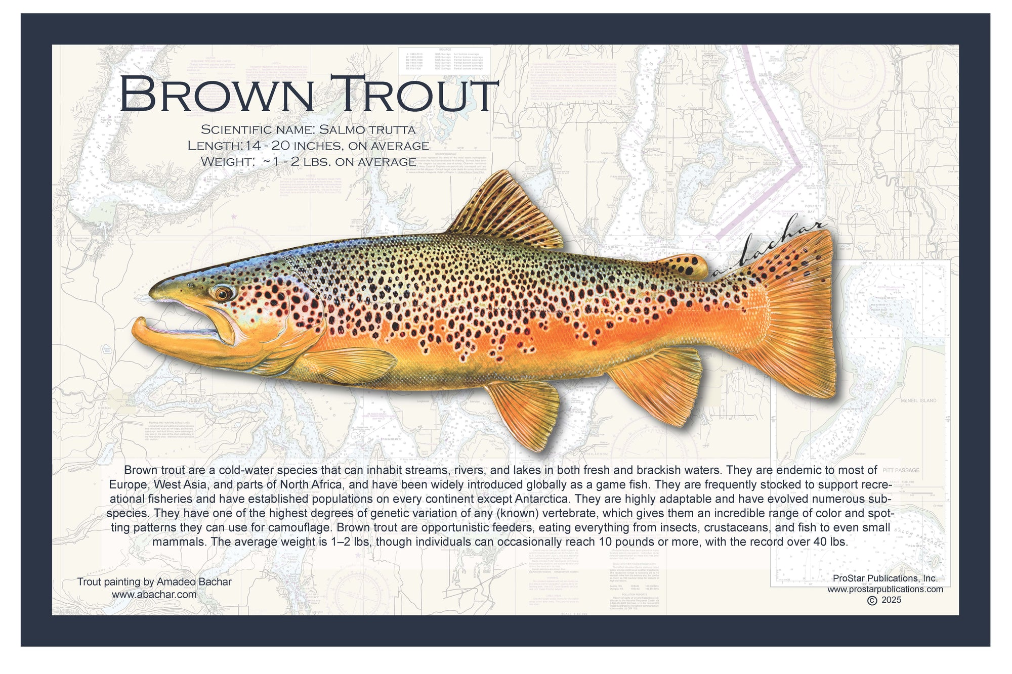 Fish Placemat: Brown Trout