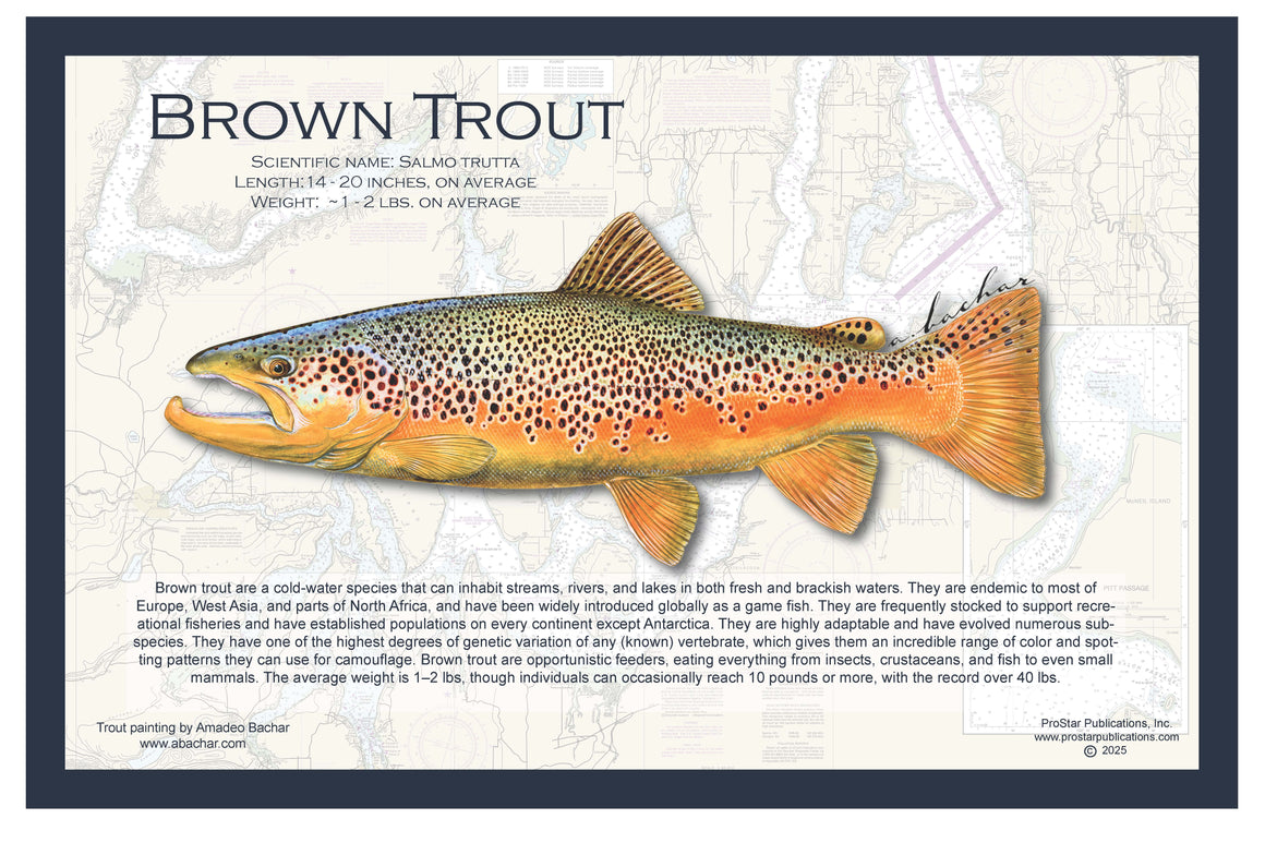 Fish Placemat: Brook Trout