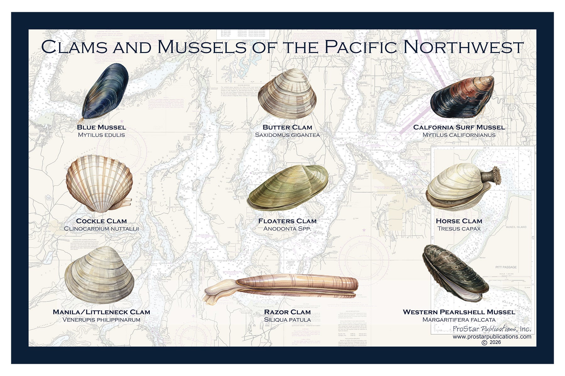 Fish Placemat: Clams & Mussels