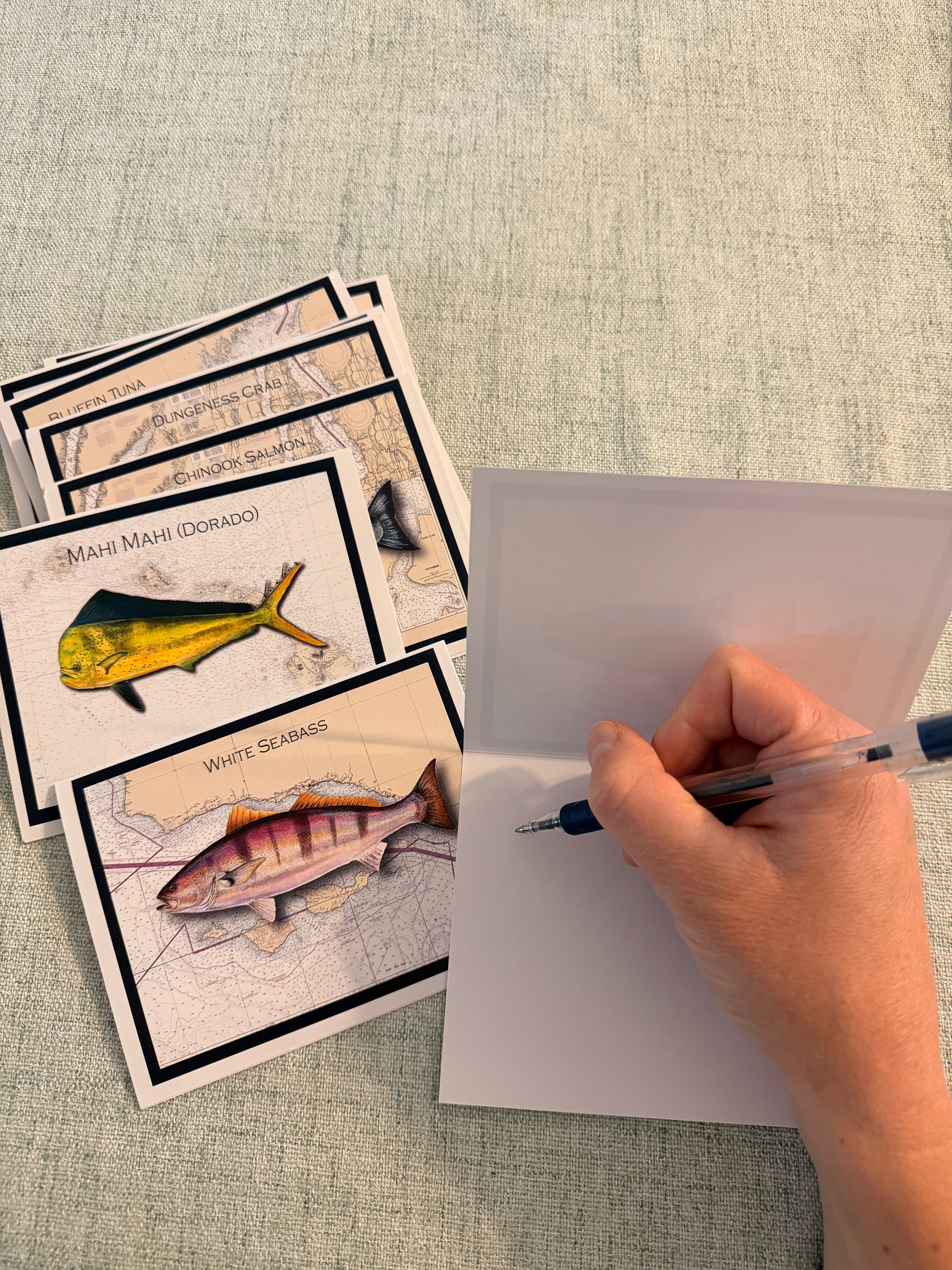 Hand-Illustrated Marine Life Note Card Collection (Set of 10)