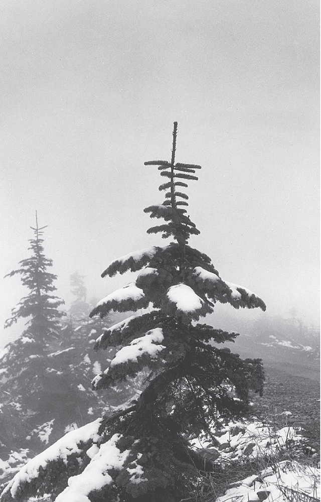 Winter Walks & Hikes Puget Sound