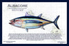 Fish Placemat: Albacore