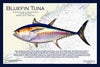 Fish Placemat: Bluefin Tuna