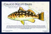 Fish Placemat: Calico Bass