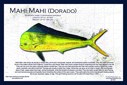 Fish Placemat: Dorado (Mahi Mahi)