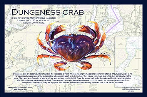 Fish Placemat: Dungeness Crab