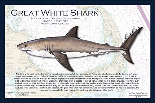 Fish Placemat: Great White Shark