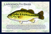 Fish Placemat: Largemouth Bass