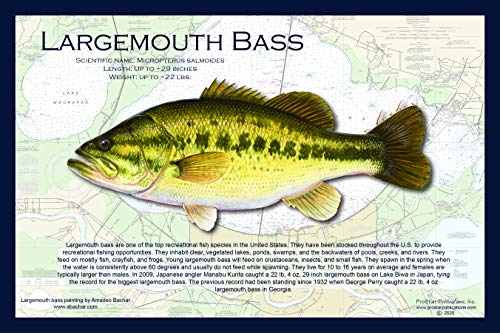 Fish Placemat: Largemouth Bass
