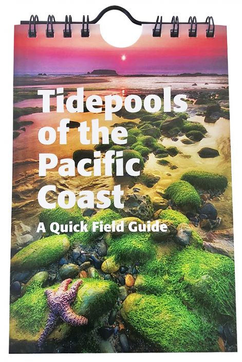 Tidepools of the Pacific Coast - A Quick Field Guide