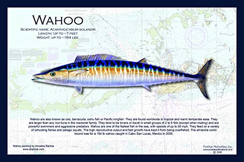 Fish Placemat: Wahoo