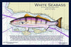 Fish Placemat: White Seabass