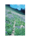 Best Wildflower Hikes Washington