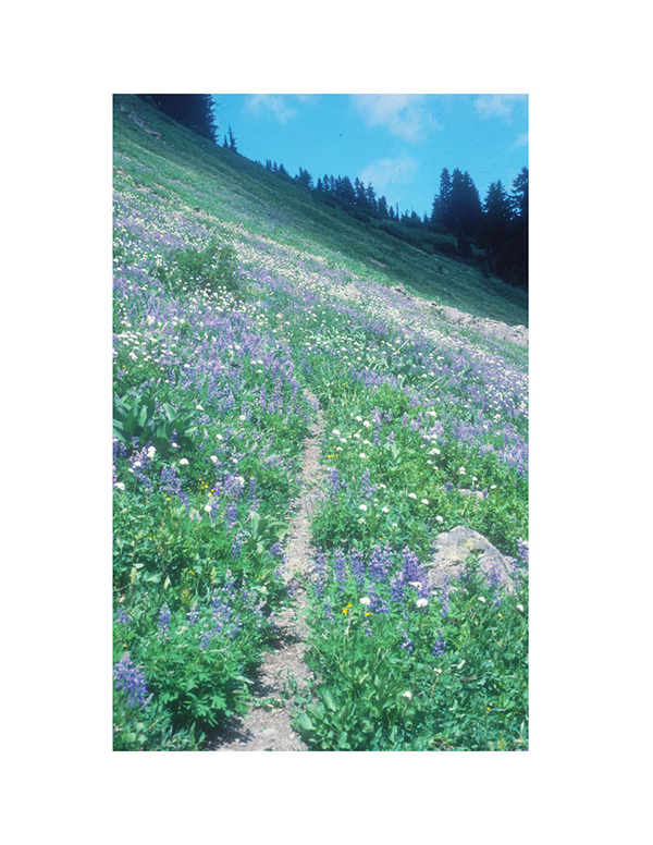 Best Wildflower Hikes Washington Captain's Nautical Books & Charts